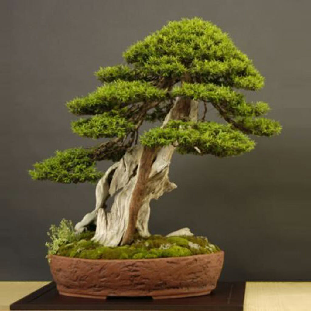 Japanese Yew - Taxus cuspidata