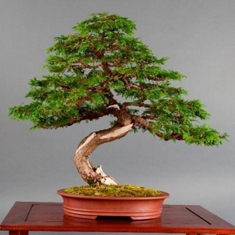 Evergreens / Conifers Bonsai Seeds Buy Online at Seeds of Plenty