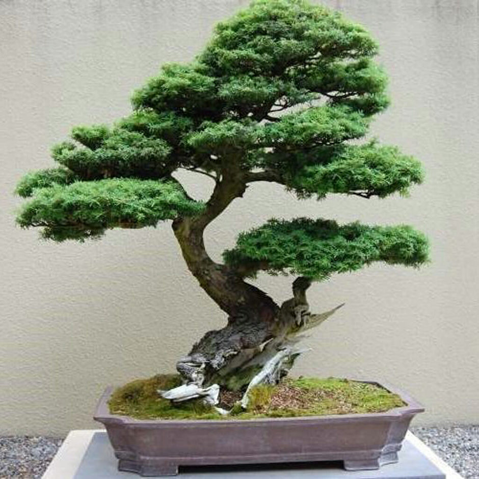 Evergreens / Conifers Bonsai Seeds | Buy Online at Seeds of Plenty