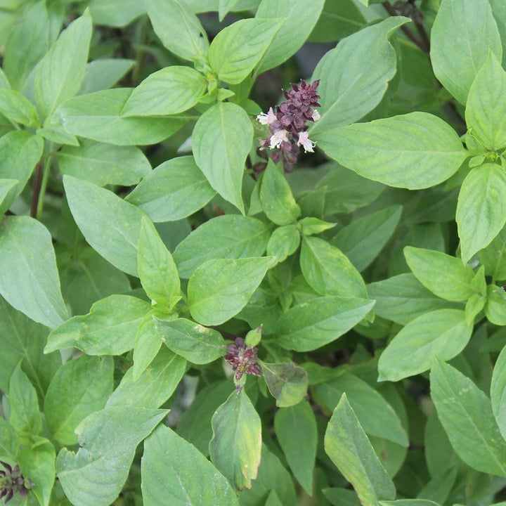 BASIL - Clove Scented  - Ocimum basilicum