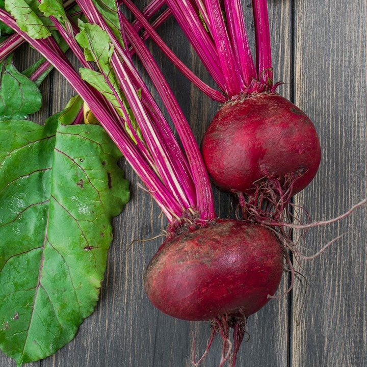 Beetroot Seeds | Buy Online at Seeds of Plenty