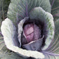 CABBAGE - Red Express - Brassica oleracea