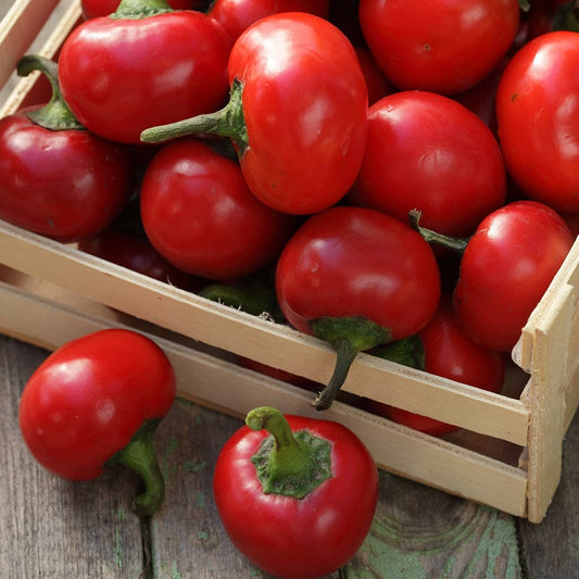CAPSICUM - Red Cherry Sweet  - Capsicum annuum