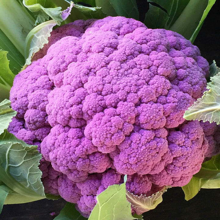 CAULIFLOWER - Purple Sicily  - Brassica oleracea var. botrytis