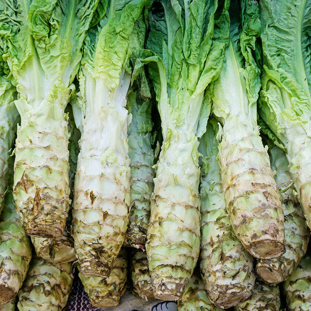 Color Code Celtuce CELTUCE - Common | Buy Online at Seeds Of Plenty – Seeds of Plenty