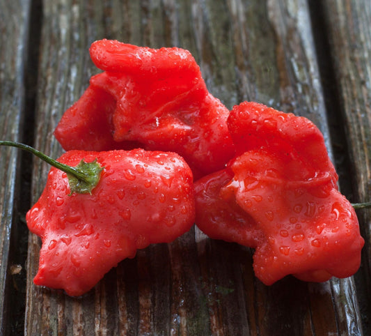 CHILLI PEPPER - Bishops Crown  - Capsicum baccatum