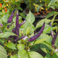 CHILLI PEPPER - Cayenne Lilac - Capsicum annuum