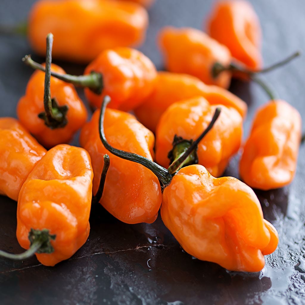 CHILLI PEPPER - Habanero Orange  - Capsicum chinensis