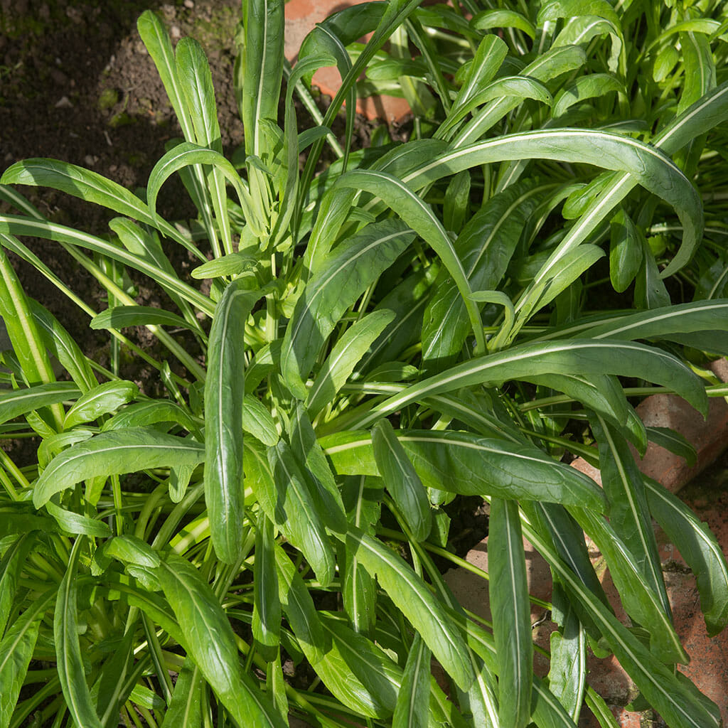 CHINESE CABBAGE - Mibuna - Brassica rapa var. japonica