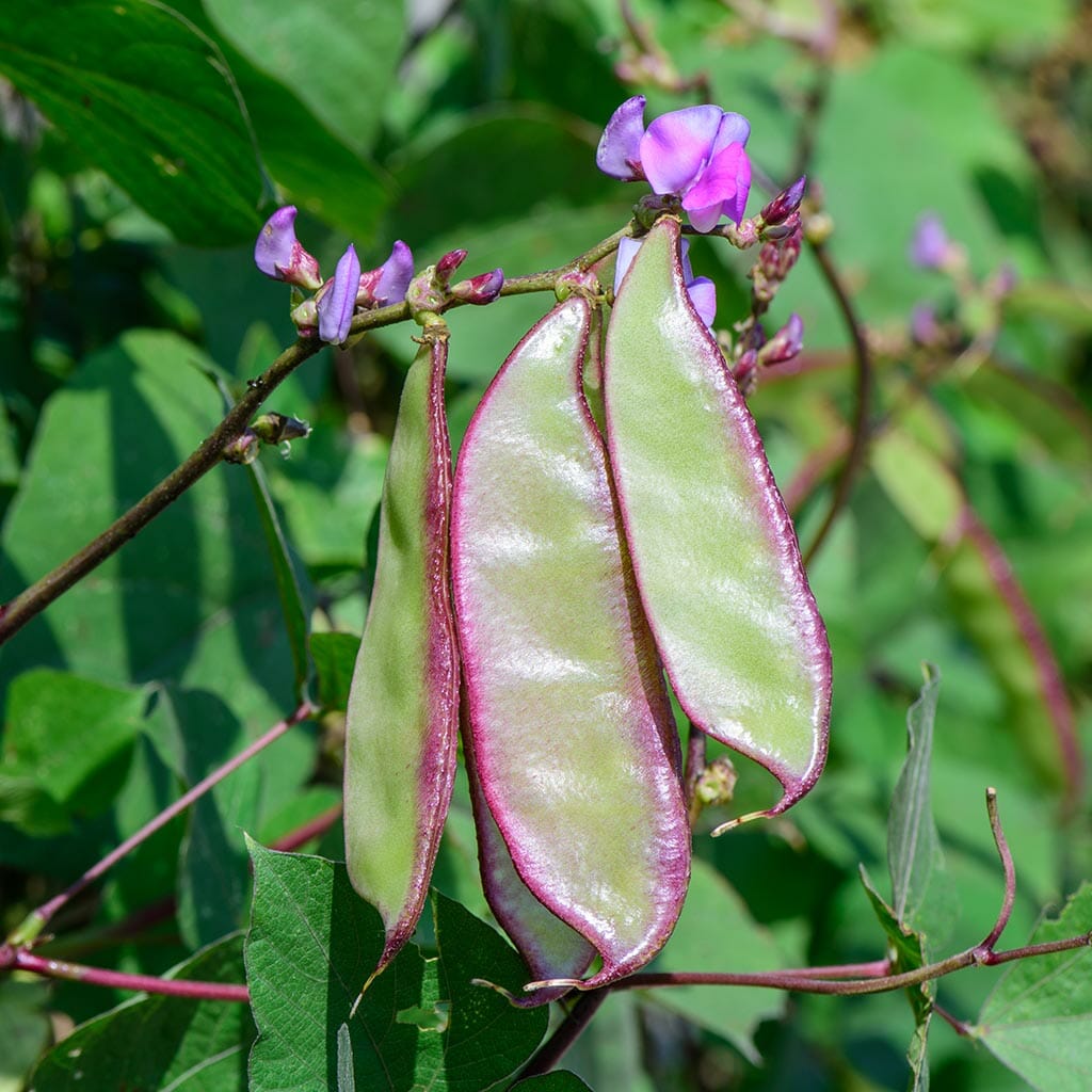 CLIMBING BEAN - Lablab | Buy Online at Seeds Of Plenty – Seeds of Plenty