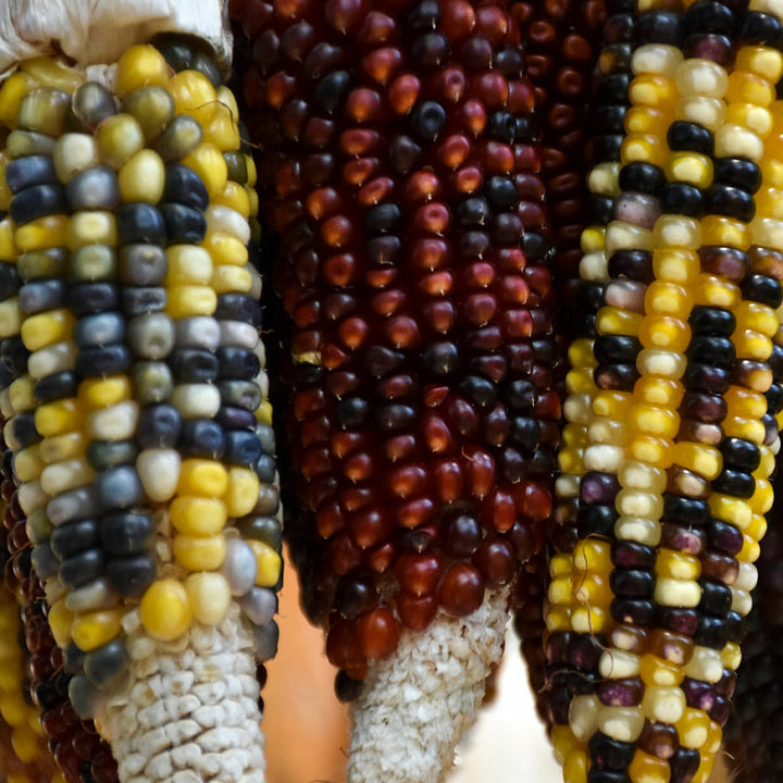CORN - Multi Coloured Aztek  - Zea mays