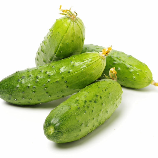 CUCUMBER - German Pickling  - Cucumis sativus