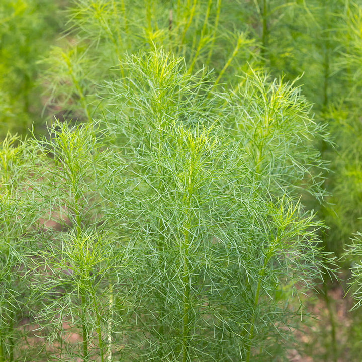 CUMIN -  - Cuminum cyminum