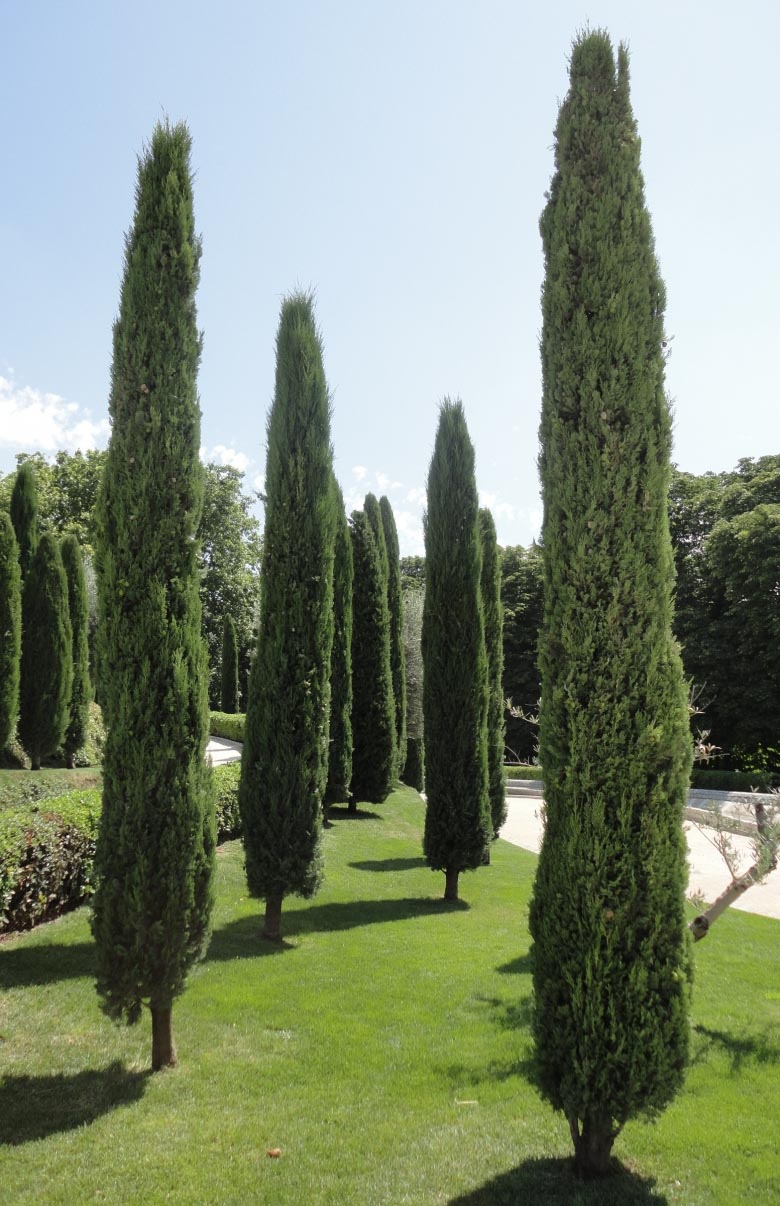 Cupressus sempervirens - Italian Cypress