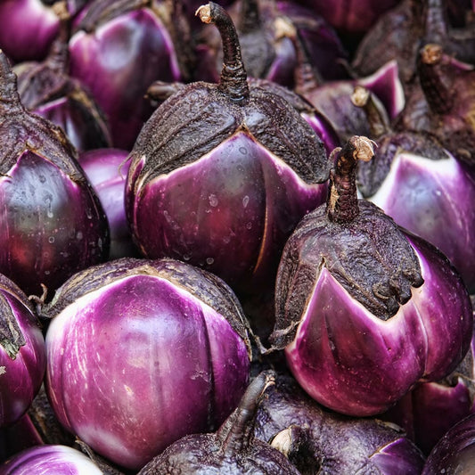 EGGPLANT - Violetta Di Firenze - Solanum melongena