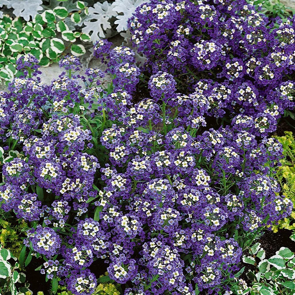 ALYSSUM  - Violet Queen  - Lobularia maritima