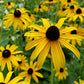 BLACK EYED SUSAN - Indian Summer  - Rudbeckia hirta