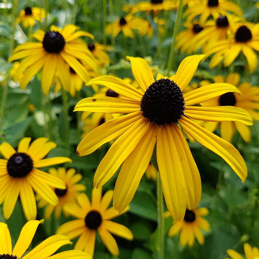 BLACK EYED SUSAN - Indian Summer  - Rudbeckia hirta