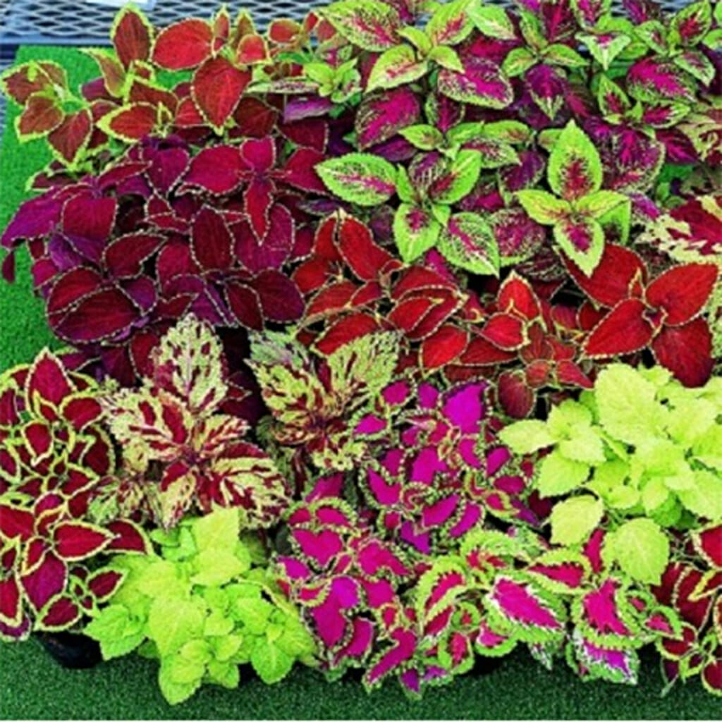 50 Heirloom Pink Butterfly Coleus Seeds | Rare Ornamental 50 Heirloom Pink Butterfly Coleus Seeds | Rare Ornamental