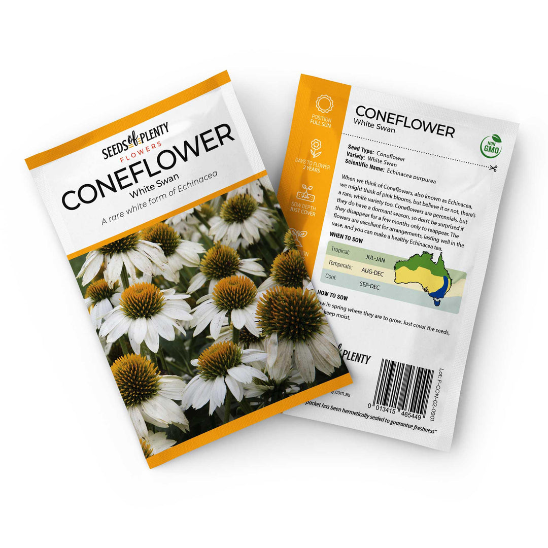 CONEFLOWER - White Swan