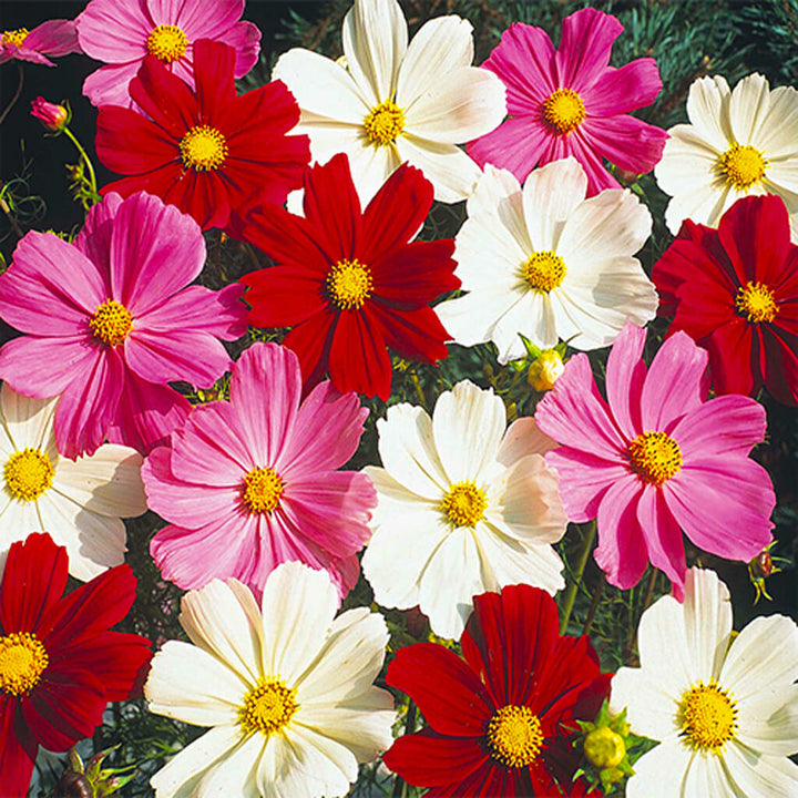 COSMOS  - Sensation Mixture  - Cosmos bipinnatus