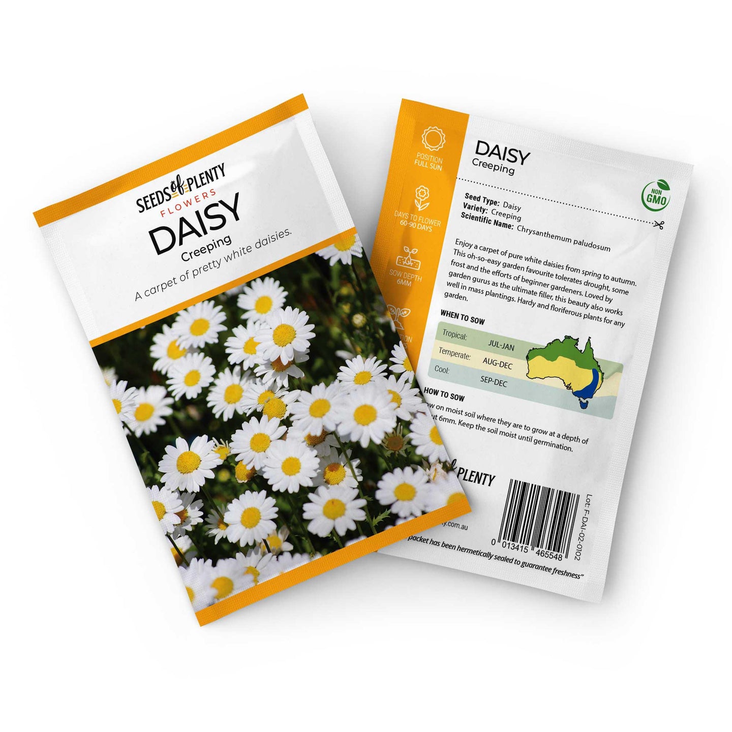 DAISY  - Creeping Seed Packet - Chrysanthemum paludosum