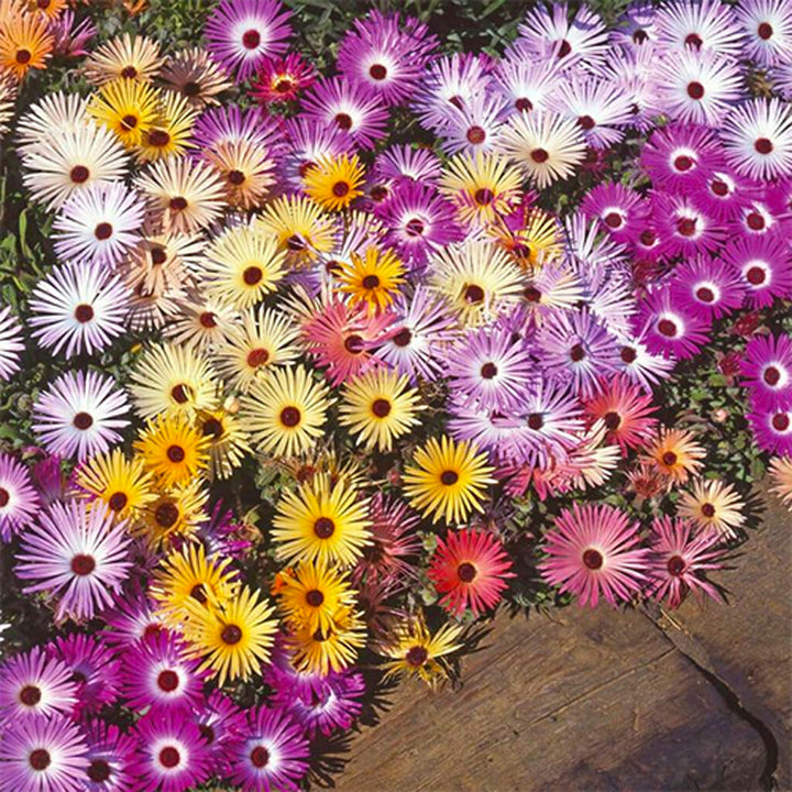DAISY  - Livingston  - Mesembryanthemem criniflorum