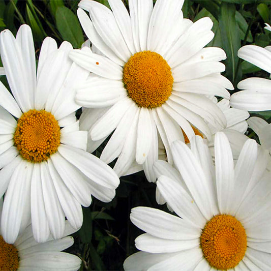 Daisy Seeds | Buy Online at Seeds of Plenty