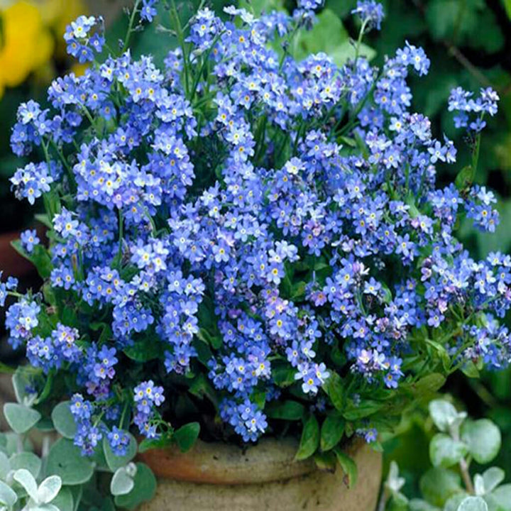 FORGET ME NOT - Traditional Blue  - Myosotis sylvatica