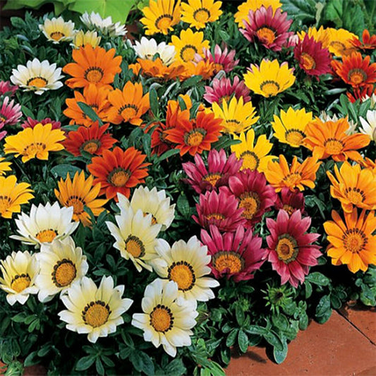 GAZANIA - KISS Frosty Mix  - Gazania splendens