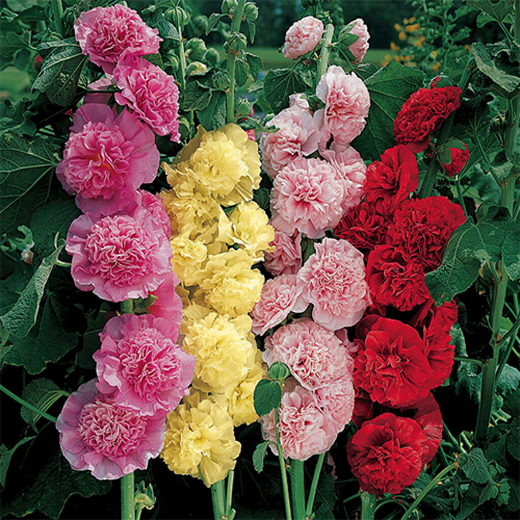 Hollyhock Summer Carnival Buy Online At Seeds Of Plenty Seeds Of