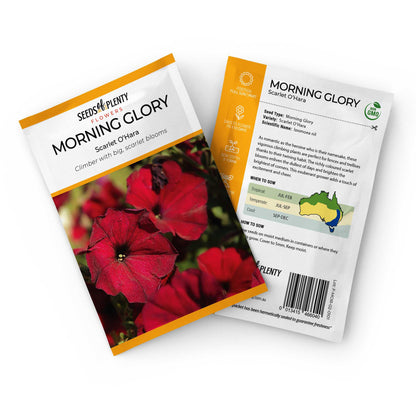 morning glory scarlett o'hara seeds MORNING GLORY - Scarlet O'Hara