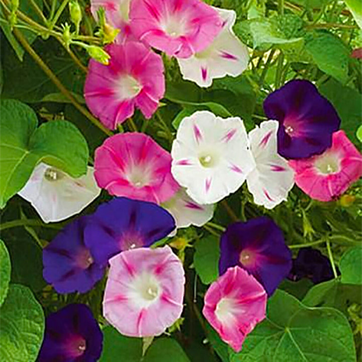 MORNING GLORY - Tall Mixed  - Ipomoea purpurea