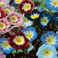 MORNING GLORY - Dwarf Mix  - Convolvulus tricolor minor
