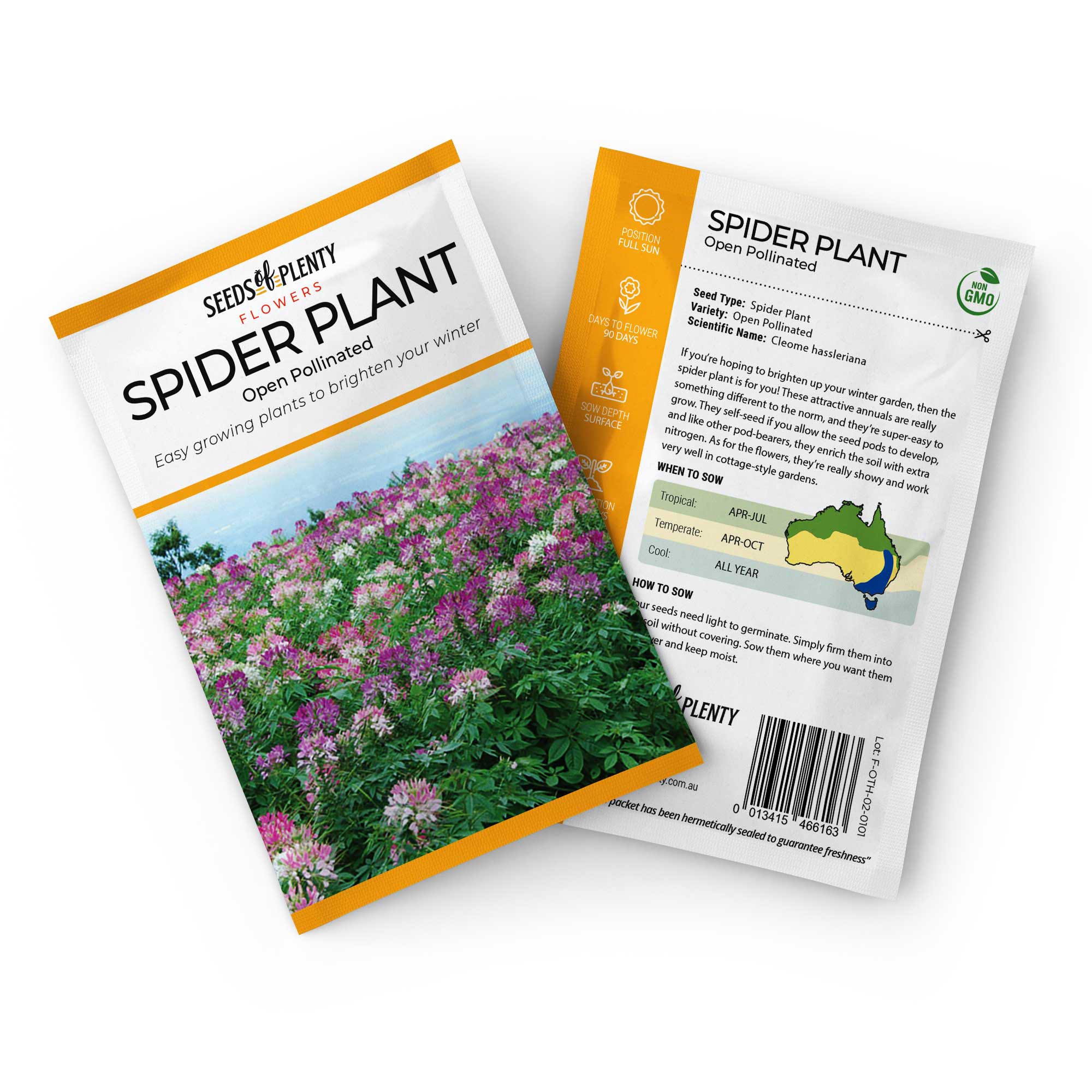 spider plant seed SPIDER PLANT