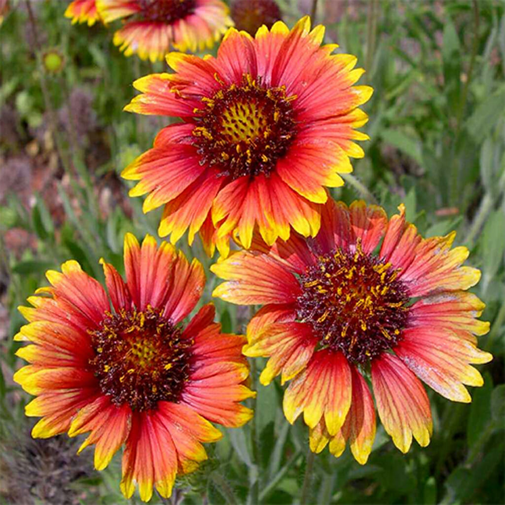 GAILLARDIA - Indian Blanket Flower  - Gaillardia pulchella