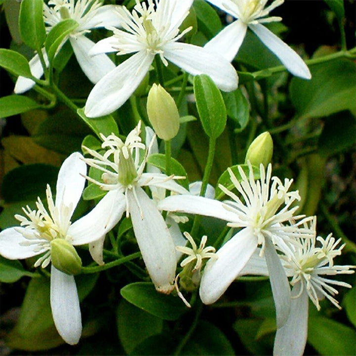VIRGIN"S BOWER -  - Clematis virginiana 