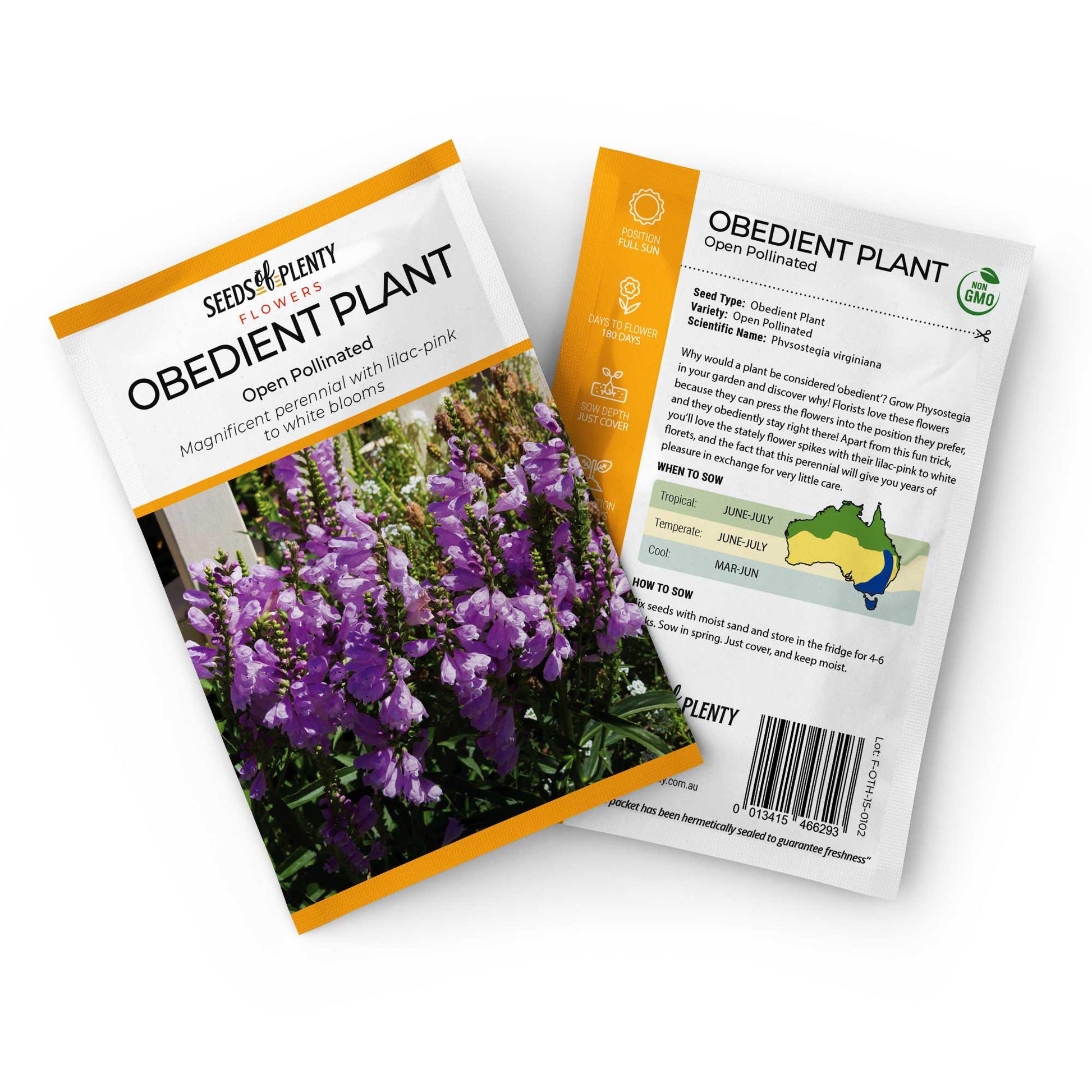 obedient plant seed collection OBEDIENT PLANT