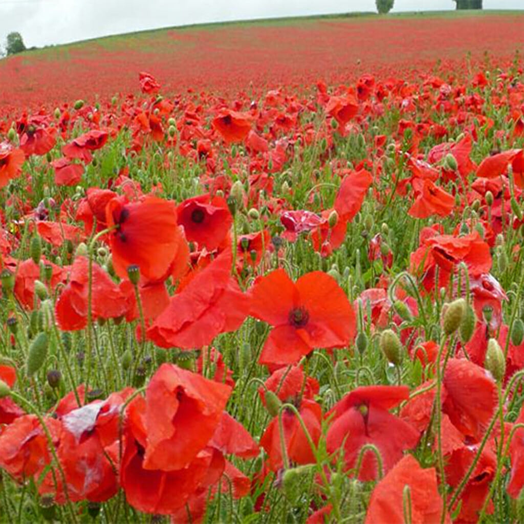 50,000 Red Flanders Poppy Seeds - Easy Grow Wildflowers, Papaver, Marde Ross & Company