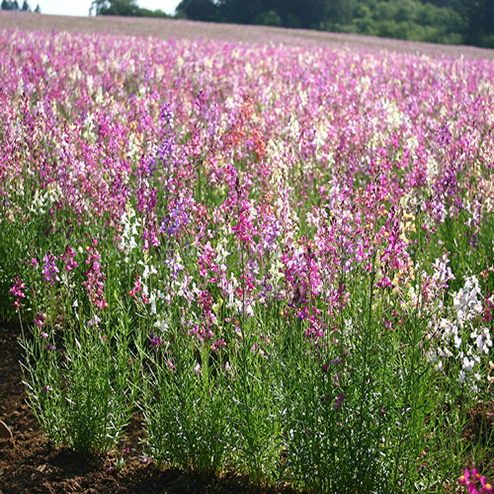 SNAPDRAGON - Tall  - Linaria maroccana