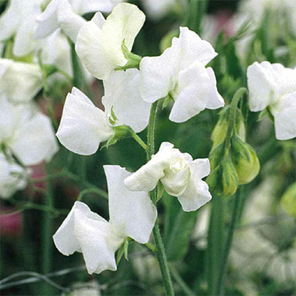 SWEET PEA  - Royal White  - Lathyrus odoratus