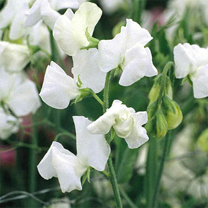 SWEET PEA  - Royal White  - Lathyrus odoratus