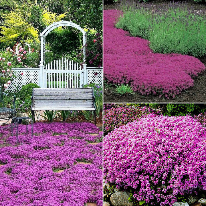THYME - Creeping  - Thymus serpyllum