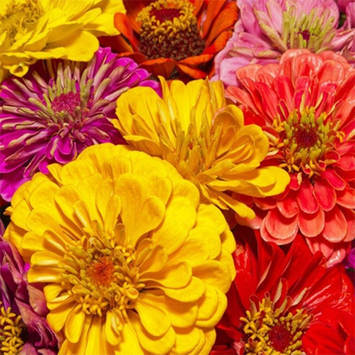 ZINNIA  - California Giants  - Zinnia elegans