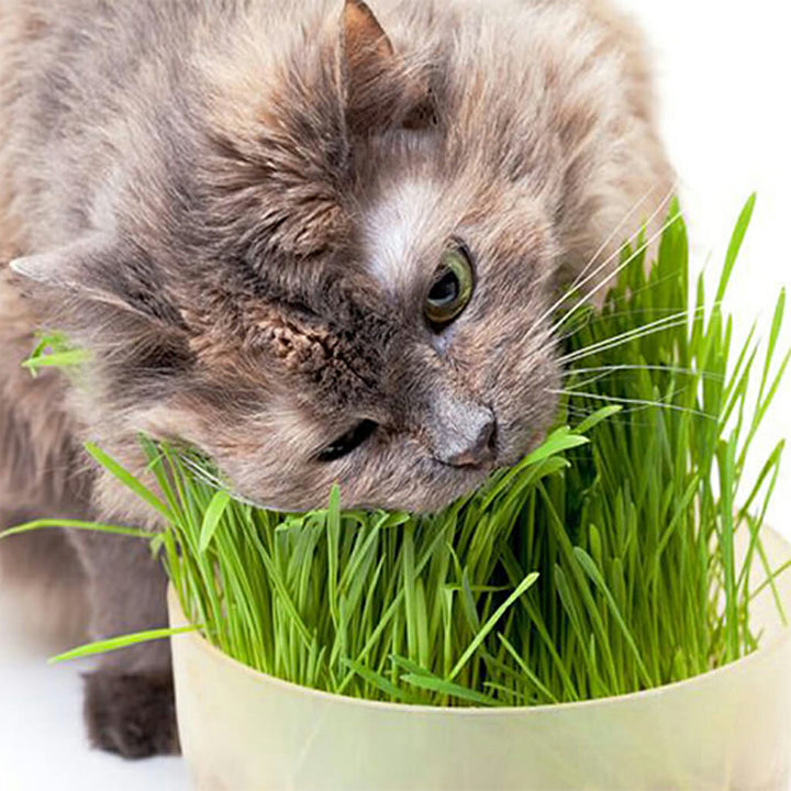 CAT GRASS -  - Dactylis glomerata