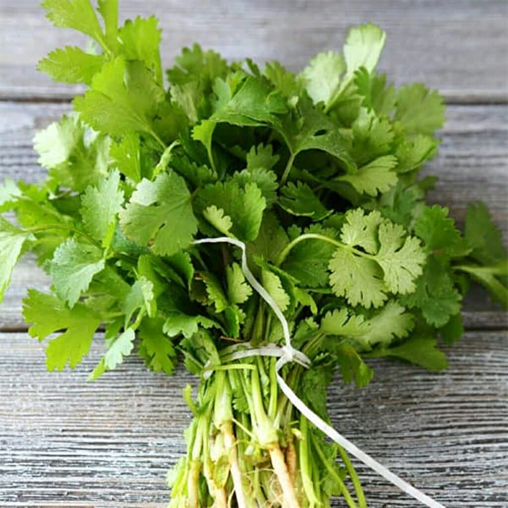 CORIANDER - Leisure  - Coriandrum sativum