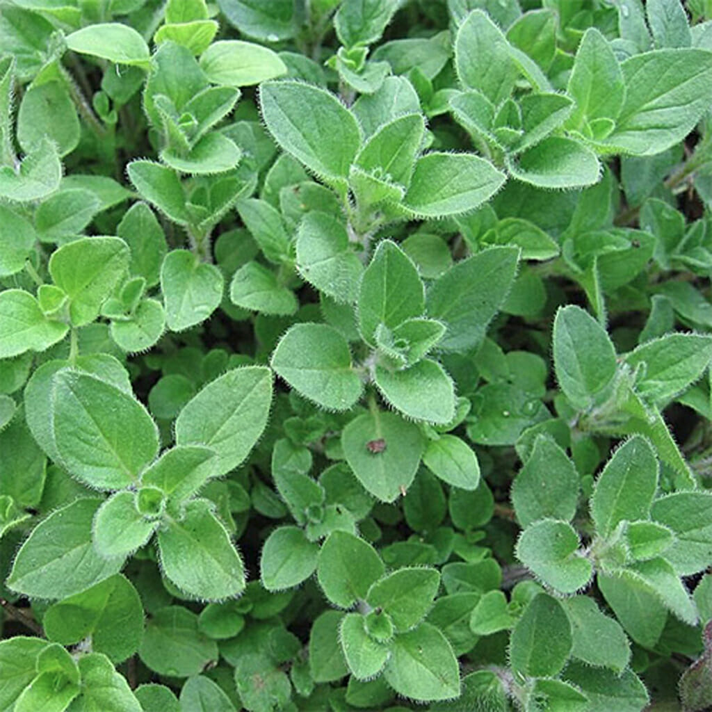 OREGANO - Greek | Buy Online at Seeds Of Plenty – Seeds of Plenty