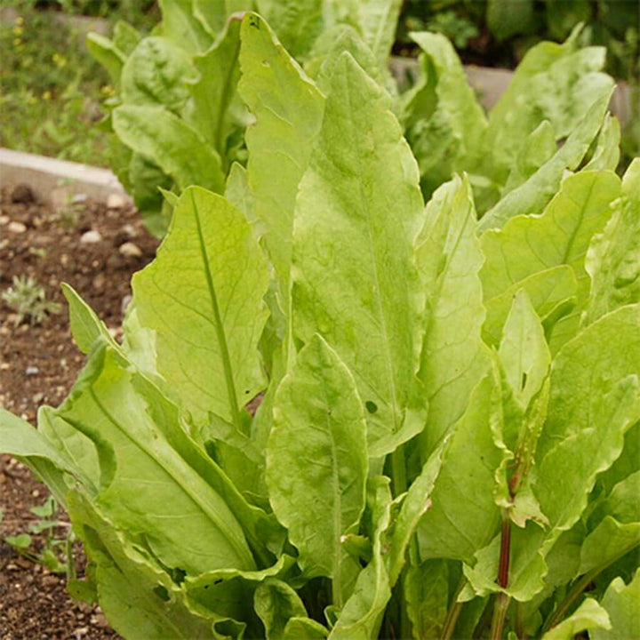 SORREL - Large Leaf  - Rumex acetosa
