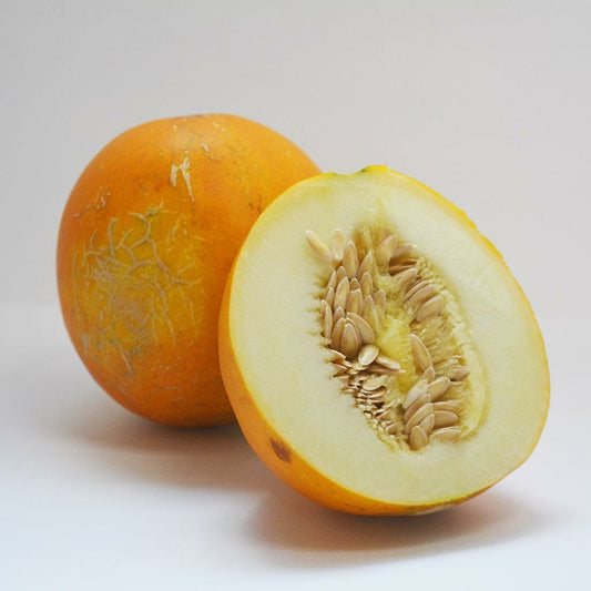 MELON - Collective Farm Woman  - Momordica charantia