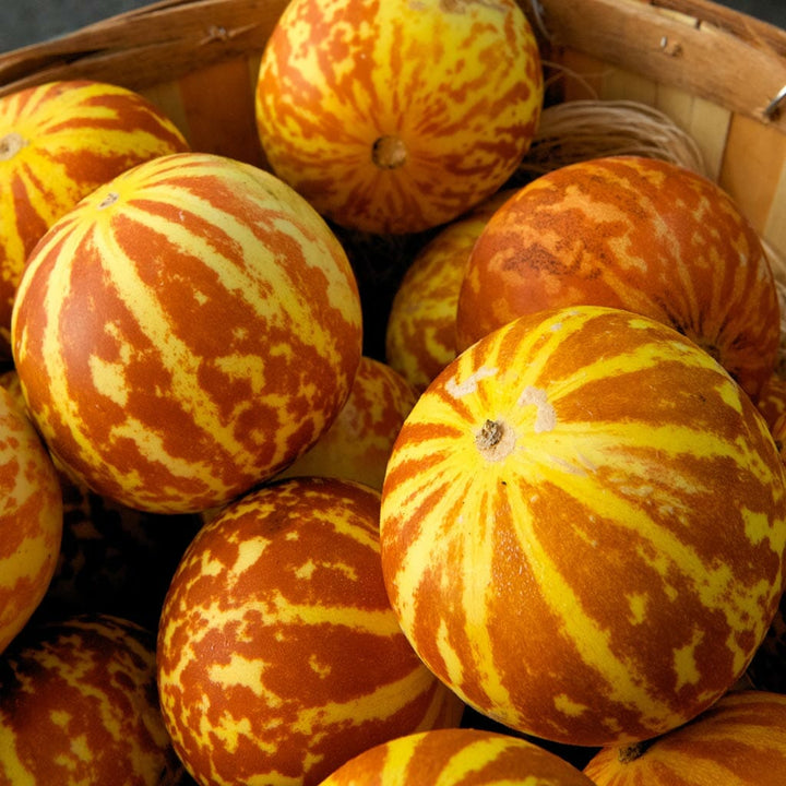 MELON - Tigger  - Cucumis melo
